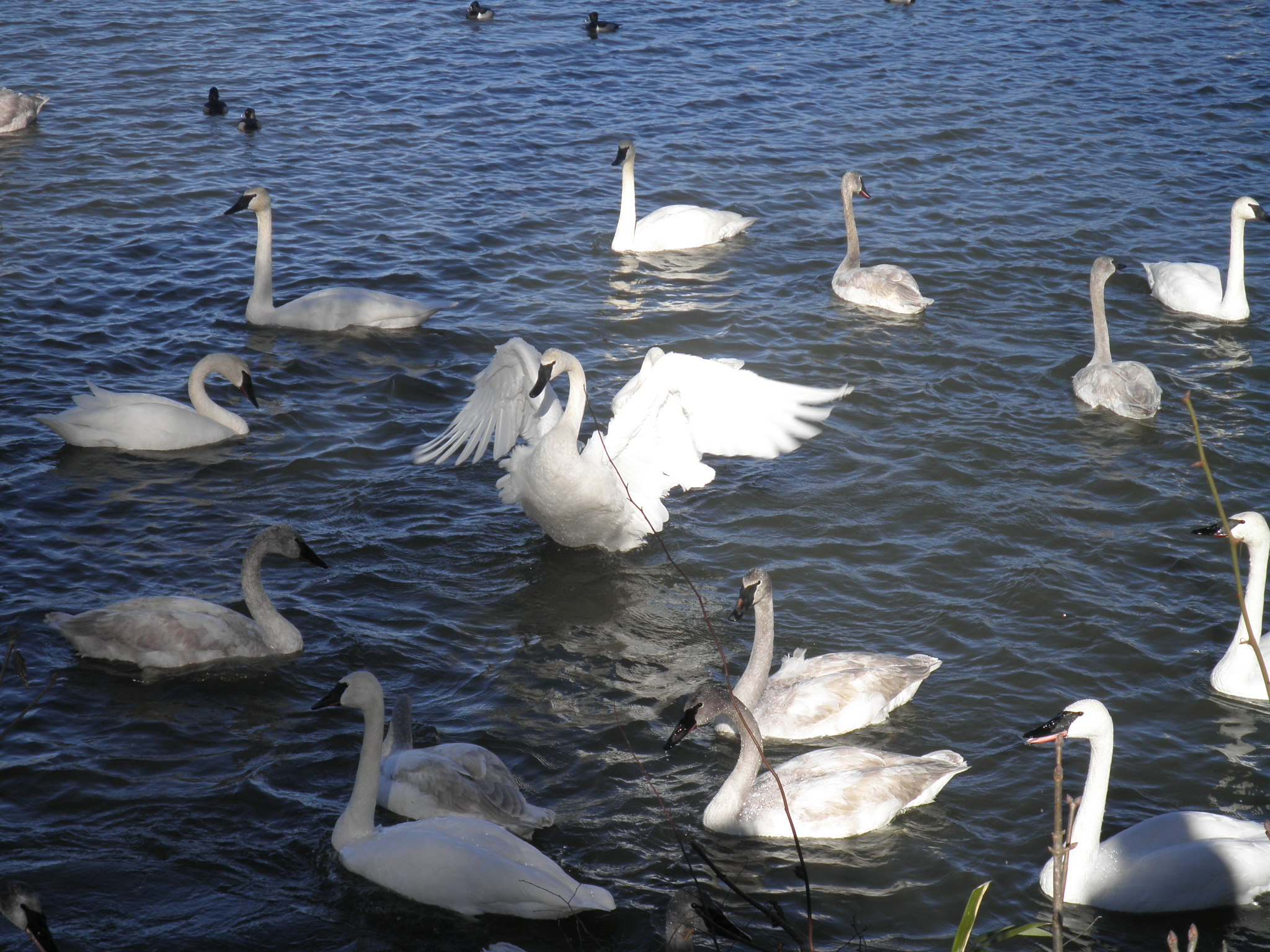 Our 29th Wedding Anniversary Longbow Resort, Prim, Arkansas