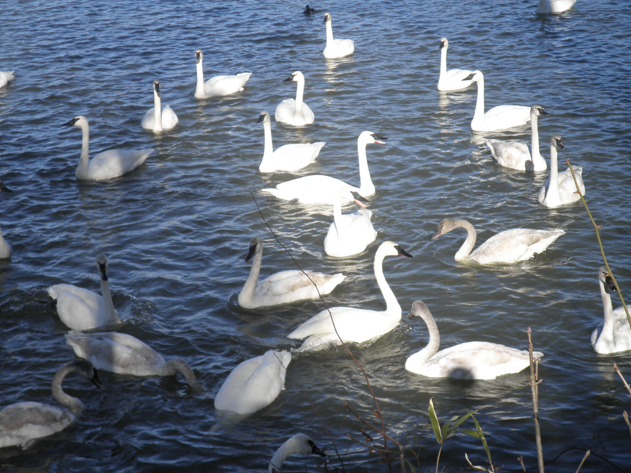 Our 29th Wedding Anniversary Longbow Resort, Prim, Arkansas