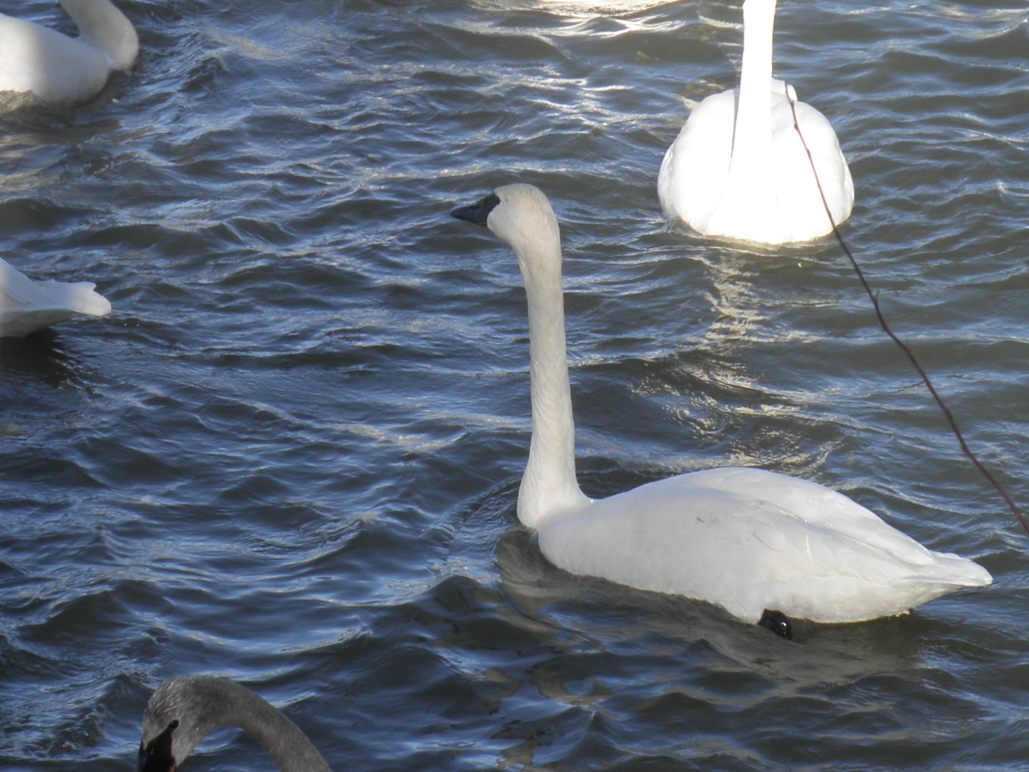Our 29th Wedding Anniversary Longbow Resort, Prim, Arkansas