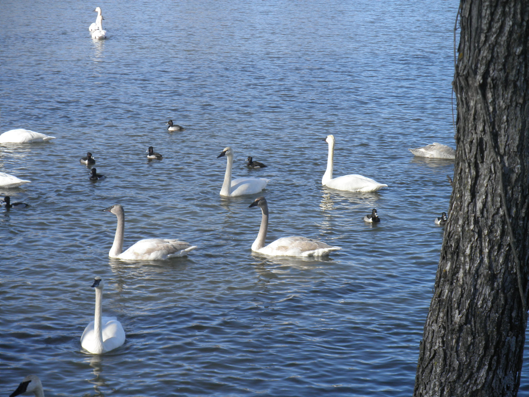 Our 29th Wedding Anniversary Longbow Resort, Prim, Arkansas