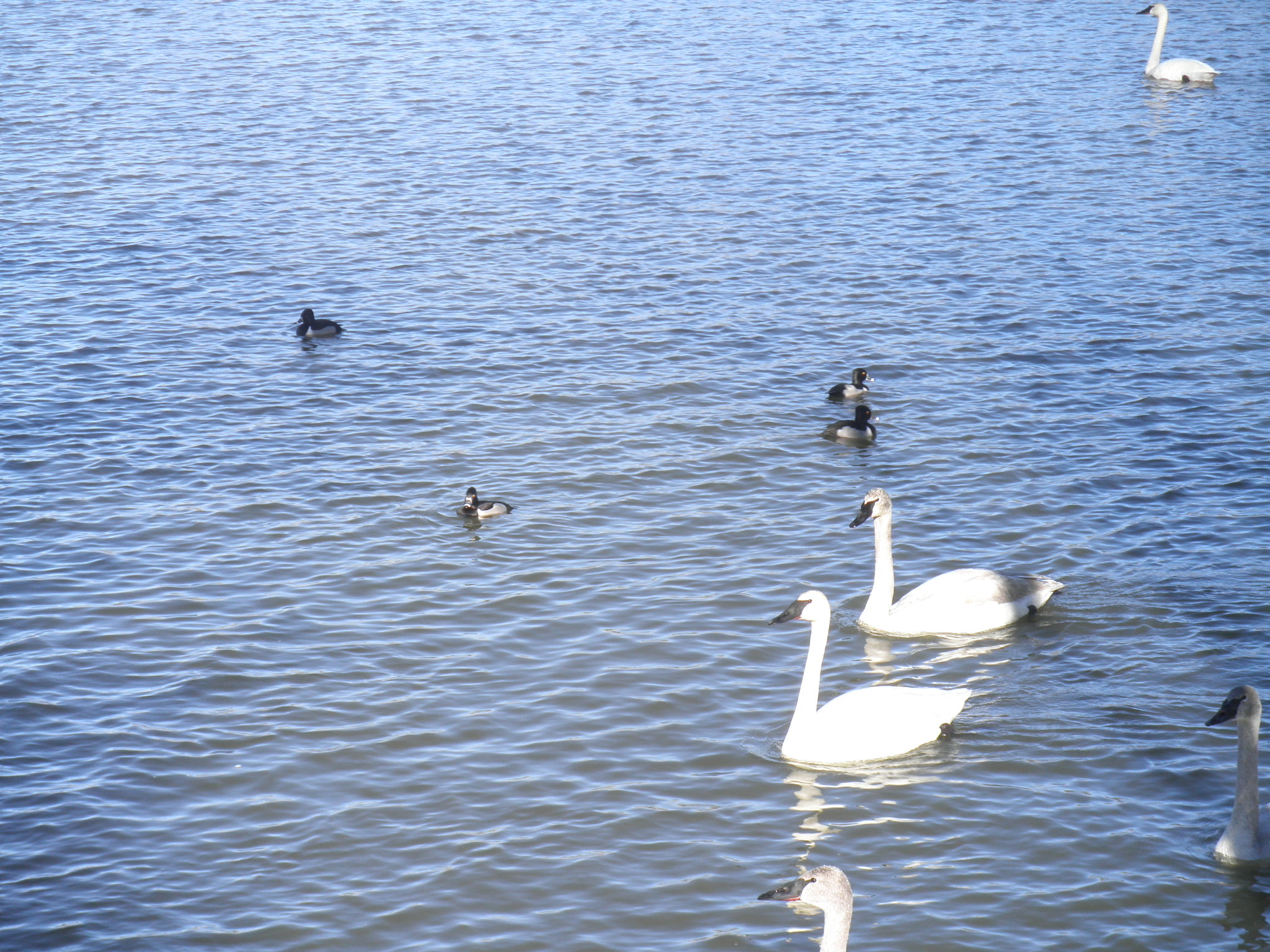 Our 29th Wedding Anniversary Longbow Resort, Prim, Arkansas